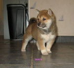 Inaya - Shiba Inu (2 mois)