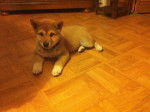 Inaya - Shiba Inu (3 mois)