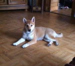 Inaya - Shiba Inu (4 mois)