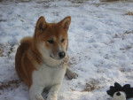 Shailo première neige - Shiba Inu