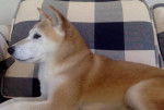 Tassie - Shiba Inu (8 ans)