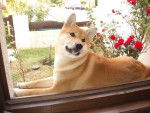 shiba inu bonzai - Shiba Inu