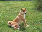 shiba inu bonzai - Shiba Inu