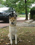 Shiba Aki - Shiba Inu
