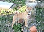Akimi shiba inu femelle de 5 mois - Shiba Inu (5 mois)