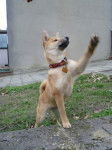 Tsubaki shiba inu femelle de 5 mois - Shiba Inu (5 mois)