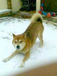 Nagari, 13 ans Shiba Inu - Shiba Inu (13 ans)