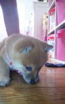 Misaki - Shiba Inu (1 mois)