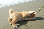 Photo Shiba Inu