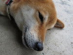 Photo Shiba Inu