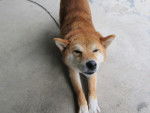 Photo Shiba Inu