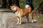 Photo Shiba Inu