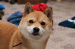 Photo Shiba Inu