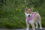 Photo Shiba Inu