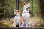 Deux Shiba Inus assis sur un table en bois