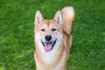 Photo Shiba Inu