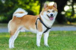 Photo Shiba Inu