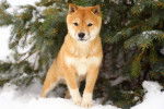 Photo Shiba Inu