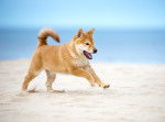 Un chiot Shiba Inu courant sur la plage