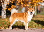 Photo Shiba Inu