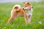 Un jeune Shiba Inu debout dans l'herbe