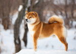 Un Shiba Inu roux urajiro debout dans la neige