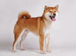 Photo Shiba Inu