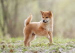 Un chiot Shiba Inu qui se promène dans la nature