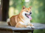 Un Shiba Inu allongé sur une table en bois avec la langue pendue
