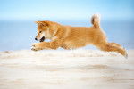 Un Shiba Inu qui saute dans le sable