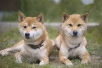 Deux Shiba Inus allongés dans l'herbe