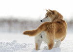 Photo Shiba Inu