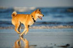 Un Shiba Inu mouillé qui court sur la plage
