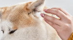 Un Shiba Inu en train de se faire nettoyer les oreilles