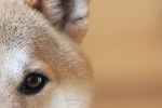L'œil d'un Shiba Inu