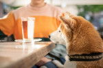 Un Shiba Inu en train de fixer un verre d'eau