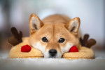 Un adorable Shiba Inu allongé sur un tapis
