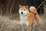Photo Shiba Inu