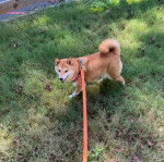 Un Shiba Inu sur une surface herbacée et qui est tenu en laisse 