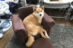 Un Shiba Inu allongé dans un fauteuil et regardant vers la caméra 