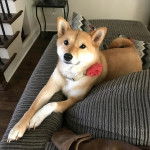 Un Shiba Inu allongé sur un canapé et portant un collier autour du cou