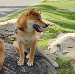 Un Shiba Inu assis sur un rocher et qui est tenu en laisse