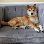 Un Shiba Inu allongé sur un fauteuil et semblant détendu