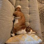 Un Shiba Inu allongé sur un canapé et semblant détendu