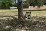 Un Shiba Inu sur un terrain herbeux et portant un harnais 