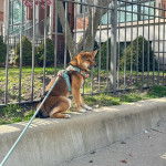 Un Shiba Inu assis sur une surface bétonnée et qui est tenu en laisse 