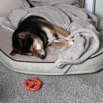 Un Shiba Inu allongé sur un lit pour chien et semblant dormir 