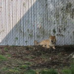 Un Shiba Inu allongé sur un terrain herbeux et porant un collier autour du cou