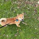 Un Shiba Inu sur un terrain herbeux et qui est tenu en laisse 