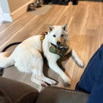 Un Shiba Inu allongé sur un plancher et qui est tenu en laisse 